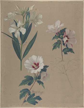 木槿属植物的研究`Study of Hibiscus Plants (1828) by Adolf Senff