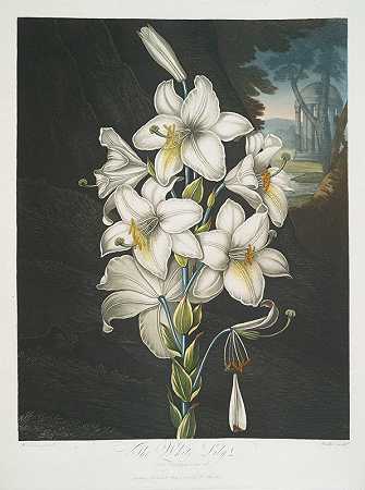 白色的百合花，有各种各样的叶子。`The White Lily, With Varigated~Leaves. (1799–1807) by Robert John Thornton