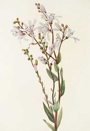 塔弗劳尔。（总状贝法利亚）`Tarflower. (Befaria racemosa) (1925) by Mary Vaux Walcott