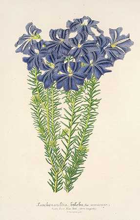 双叶莱希诺提亚`Leschenaultia biloba (1854~1896) by Charles Antoine Lemaire