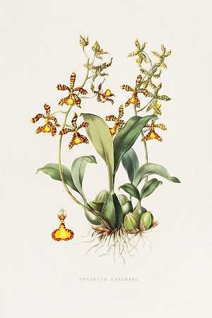 文心兰`Oncidium Insleayii (1837~1843) by James Bateman