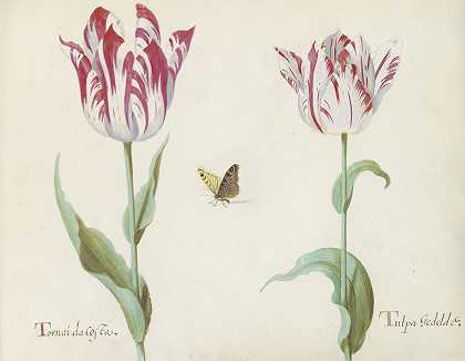 两朵蝴蝶郁金香。。。`Twee tulpen met vlinder… (1637) by Jacob Marrel