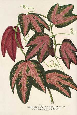 三面西番莲`Passiflora trifasciata (1854~1896) by Charles Antoine Lemaire