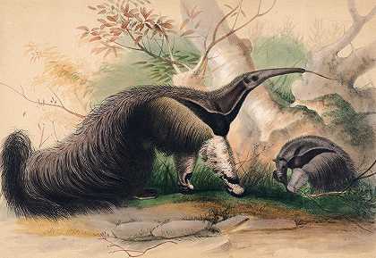 大食蚁兽`The Great Anteater (1861~1867) by Joseph Wolf