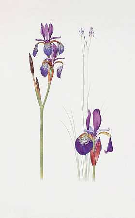 去塞浦路斯和鸢尾花`Iris sibirica and Iris orientalis (1913) by William Rickatson Dykes