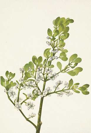 美国槲寄生。黄背飞虱`American Mistletoe. Phoradendron flavescens (1925) by Mary Vaux Walcott