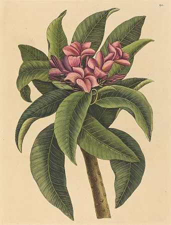 红鸡蛋花`Red Frangipanni (Plumeria rubra) (1731~1743) by Mark Catesby