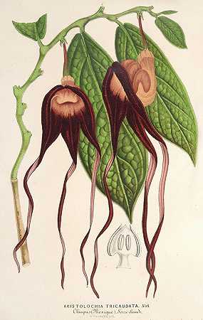 马兜铃`Aristolochia tricaudata (1854~1896) by Charles Antoine Lemaire