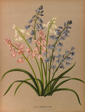 风铃锡拉。`Scilla Campanulata Varr. (1872~1881) by Arentine H. Arendsen