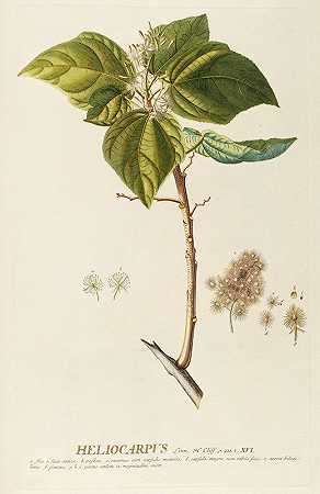太阳果`Heliocarpus (1750~1773) by Georg Dionysius Ehret