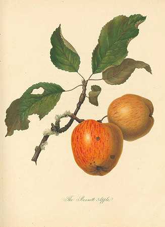 贝内特苹果`Bennett Apple (1811) by Thomas Andrew Knight