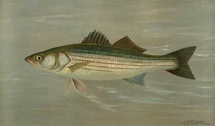 条纹鲈鱼。`The Striped Bass, Roccus lineatus. (1898) by John L. Petrie