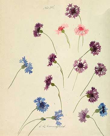 矢车菊`Cornflowers (late 19th century) by Sophia L. Crownfield