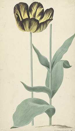 来自图尔普·比扎德·卡塔法尔克`De tulp Bizard Catafalque (1765) by Cornelis van Noorde