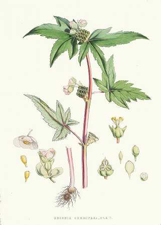 海棠。`Begonia Gemmipara, H.f. et T. (1855) by Walter Fitch Hood