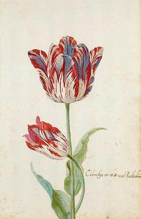 两朵红白相间的郁金香`Two Red And White Tulips by Jacob Marrel