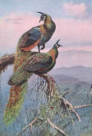 绿孔雀`Green Peafowl (1918~1922) by George Edward Lodge