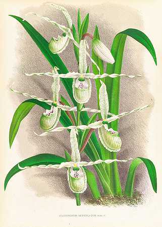 网状硒碘`Selenipedium Reticulatum (1885~1906) by Jean Jules Linden