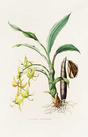 脑室囊肿`Cycnoches Ventricosum (1837~1843) by James Bateman