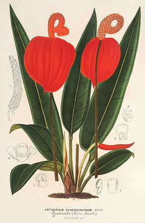 红掌`Anthurium Scherzerianum (1854~1896) by Charles Antoine Lemaire