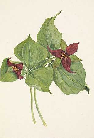 红色延龄草。直立延龄草`Red Trillium. Trillium erectum (1925) by Mary Vaux Walcott