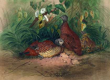 画鸡`The Painted Spur~Fowl (1861~1867) by Joseph Wolf
