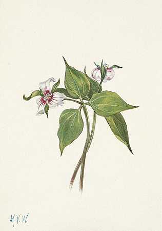 彩绘延龄草。波状延龄草`Painted Trillium. Trillium undulatum (1925) by Mary Vaux Walcott