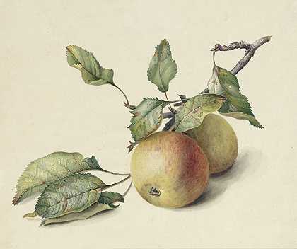 树枝上的两个苹果`Twee appeltjes aan een tak (1834 ~ 1895) by Johannes Reekers II