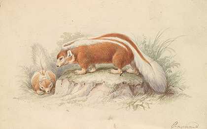 辣椒臭鼬`Chili Skunk (1837) by Charles Hamilton Smith