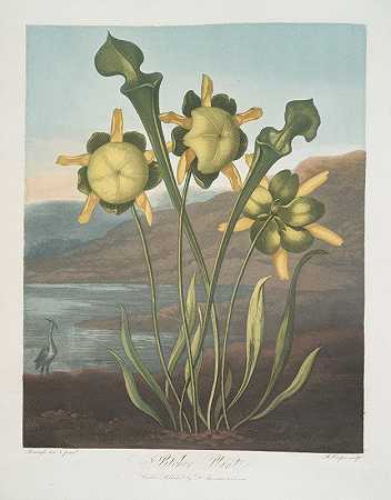猪笼草`Pitcher Plant (1799–1807) by Robert John Thornton