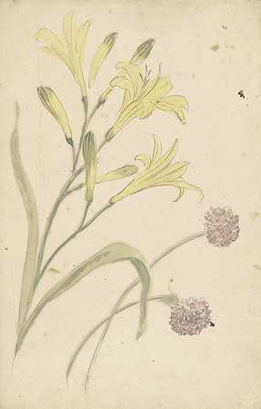 黄花百合和开花洋葱的开花研究`Bloemstudies van een gele lelie en een bloeiende ui (1677 ~ 1755) by Elias van Nijmegen