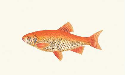 橙鲤鱼`Orange Carp (1789~1813) by George Shaw