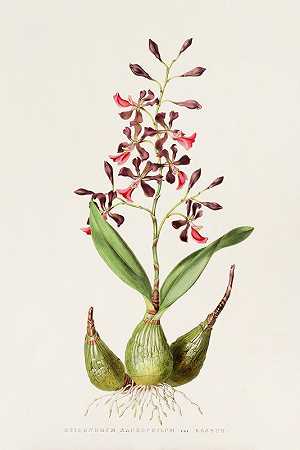 大鳞盖蕨`Epidendrum Macrochilum (1837~1843) by James Bateman