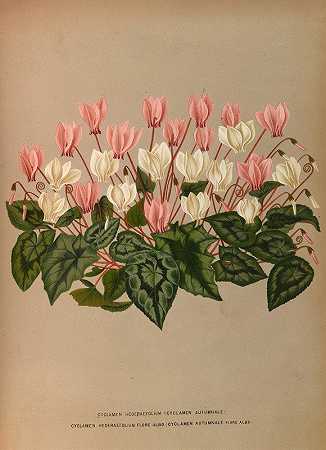 仙客来`Cyclamen Hederaefolium (Cyclamen Autumnale ) (1872~1881) by Arentine H. Arendsen