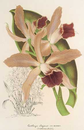 卡特兰。`Cattleya elegans Ch. Morren (1854~1896) by Charles Antoine Lemaire