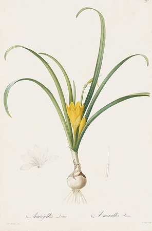 叶石蒜`Amaryllis lutea (1806) by Pierre Joseph Redouté