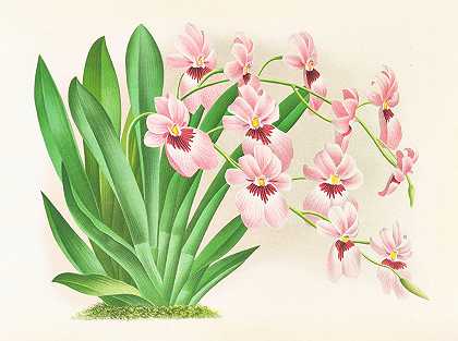 维氏弥尔顿`Miltonia vexillaria (1885~1906) by Jean Jules Linden