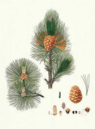 松树=西伯利亚石松`Pinus cembra = Siberian stone pine (1837) by Aylmer Bourke Lambert