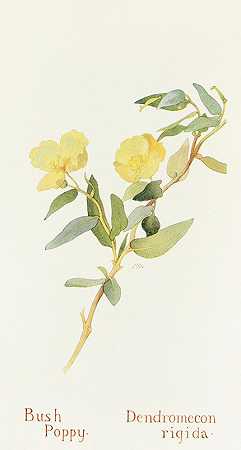 灌木罂粟`Bush Poppy (1915) by Margaret Armstrong