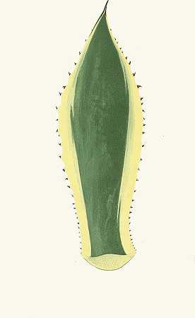 龙舌兰`Agave Americana (1867~1870) by Edward Joseph Lowe