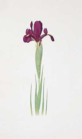 鸢尾`Iris filifolia (1913) by William Rickatson Dykes