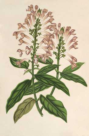 玫瑰黄芩`Scutellaria albo~rosea (1854~1896) by Charles Antoine Lemaire