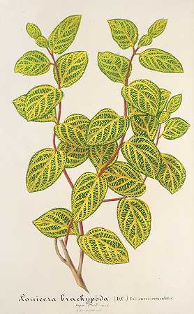 短柄忍冬，变种。金色杂色`Lonicera brachypoda, var. fol. aureo~variegatis (1854~1896) by Charles Antoine Lemaire