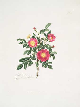 罗莎·卡罗琳娜3`Rosa carolina3 (1799) by Mary Lawrance