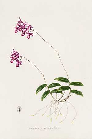 林德莱亚巴克里亚`Barkeria Lindleyana (1837~1843) by James Bateman