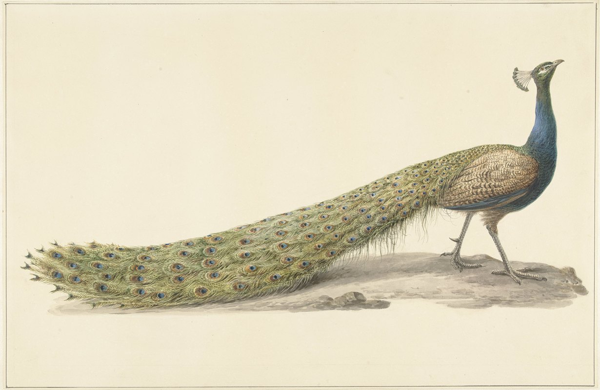 蓝孔雀`Blauwe pauw (1759 ~ 1842) by Pieter Pietersz. Barbiers