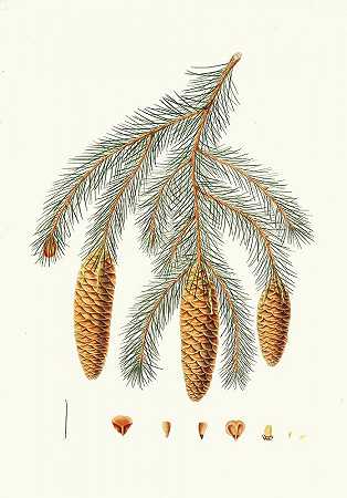 史密斯松=喜马拉雅云杉。`Pinus Smithiana = Himalayan spruce fir. (1837) by Aylmer Bourke Lambert