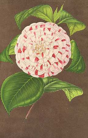 山茶花`Camellia Madame Verschaffelt (1854~1896) by Charles Antoine Lemaire