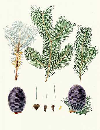 Pinus pindrow=齿叶冷杉。`Pinus pindrow = Tooth~leaved fir. (1837) by Aylmer Bourke Lambert