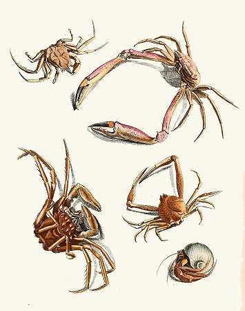 苏尔泽博士《昆虫简史》，第30页`Dr. Sulzers Short History of Insects, Pl. 30 (1776) by Johann Heinrich Sulzer